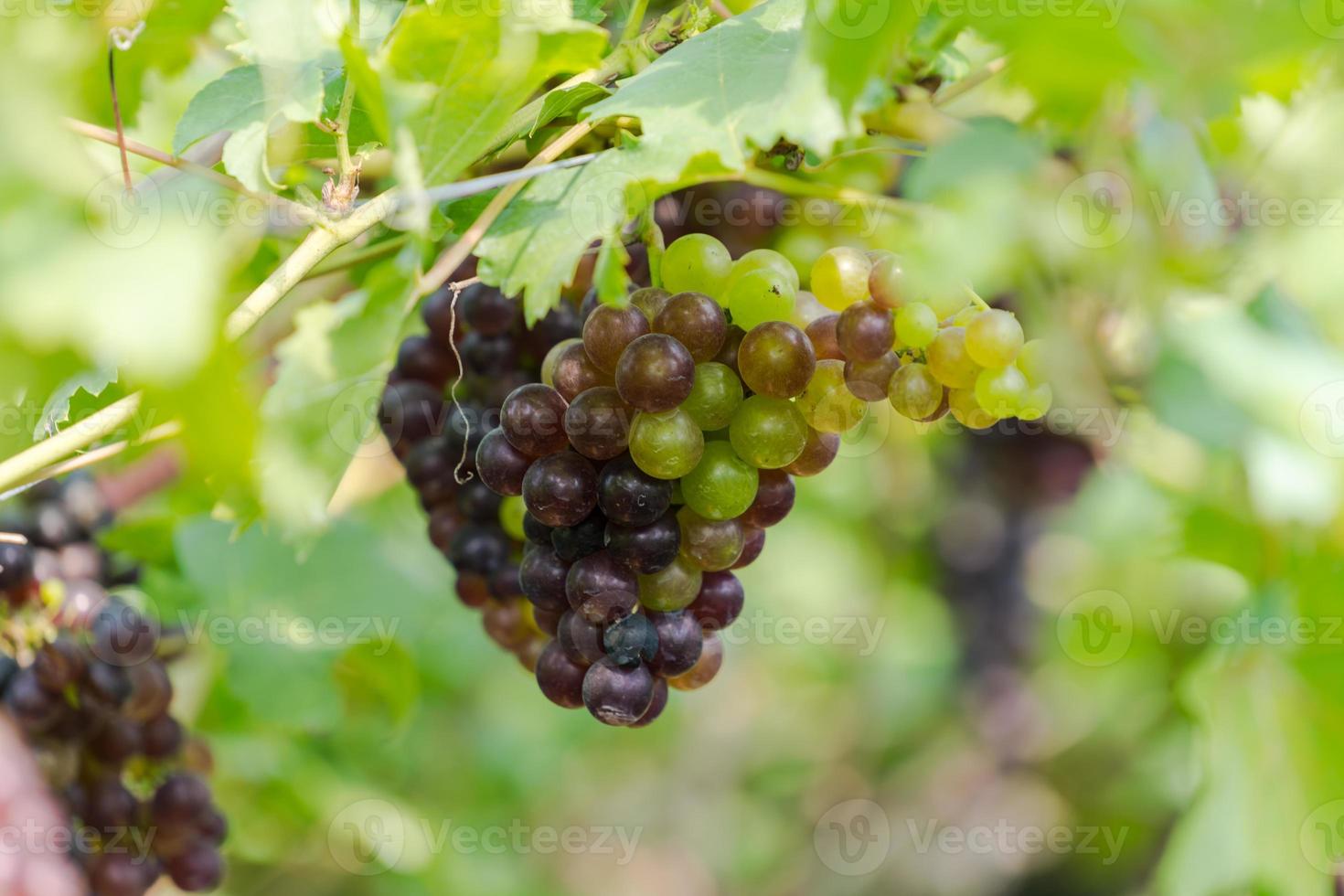 Viñedo con uvas de vino blanco en el campo, soleados racimos de uva cuelgan de la vid foto