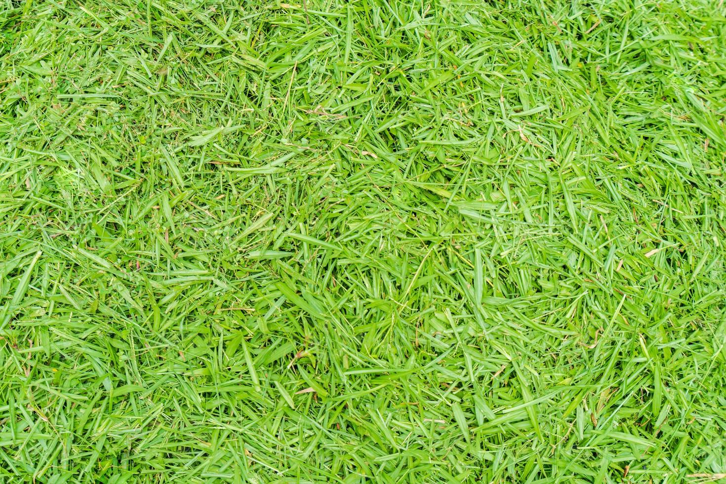 Top view photo, Green grass texture background photo