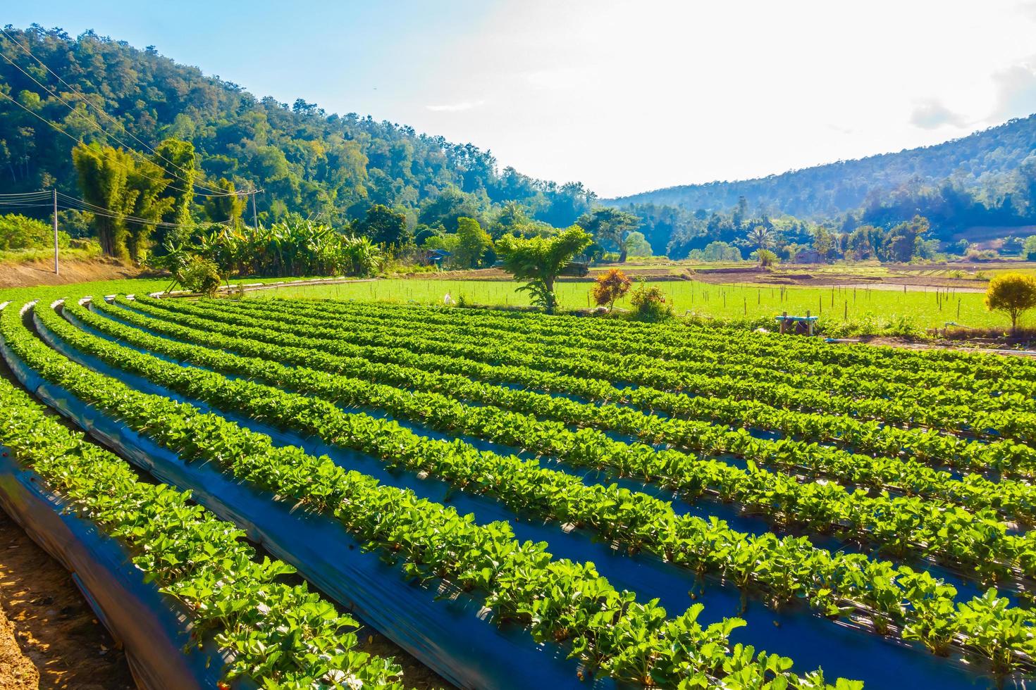 campo de fresas naturaleza foto