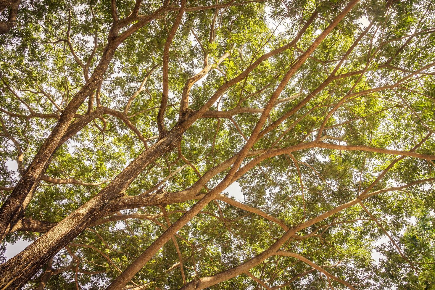 Branch of big tree photo