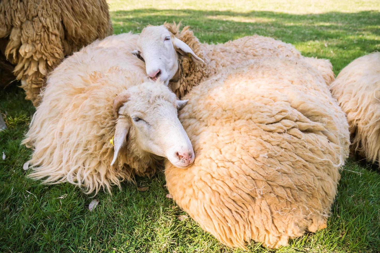 Sheep on green grass photo