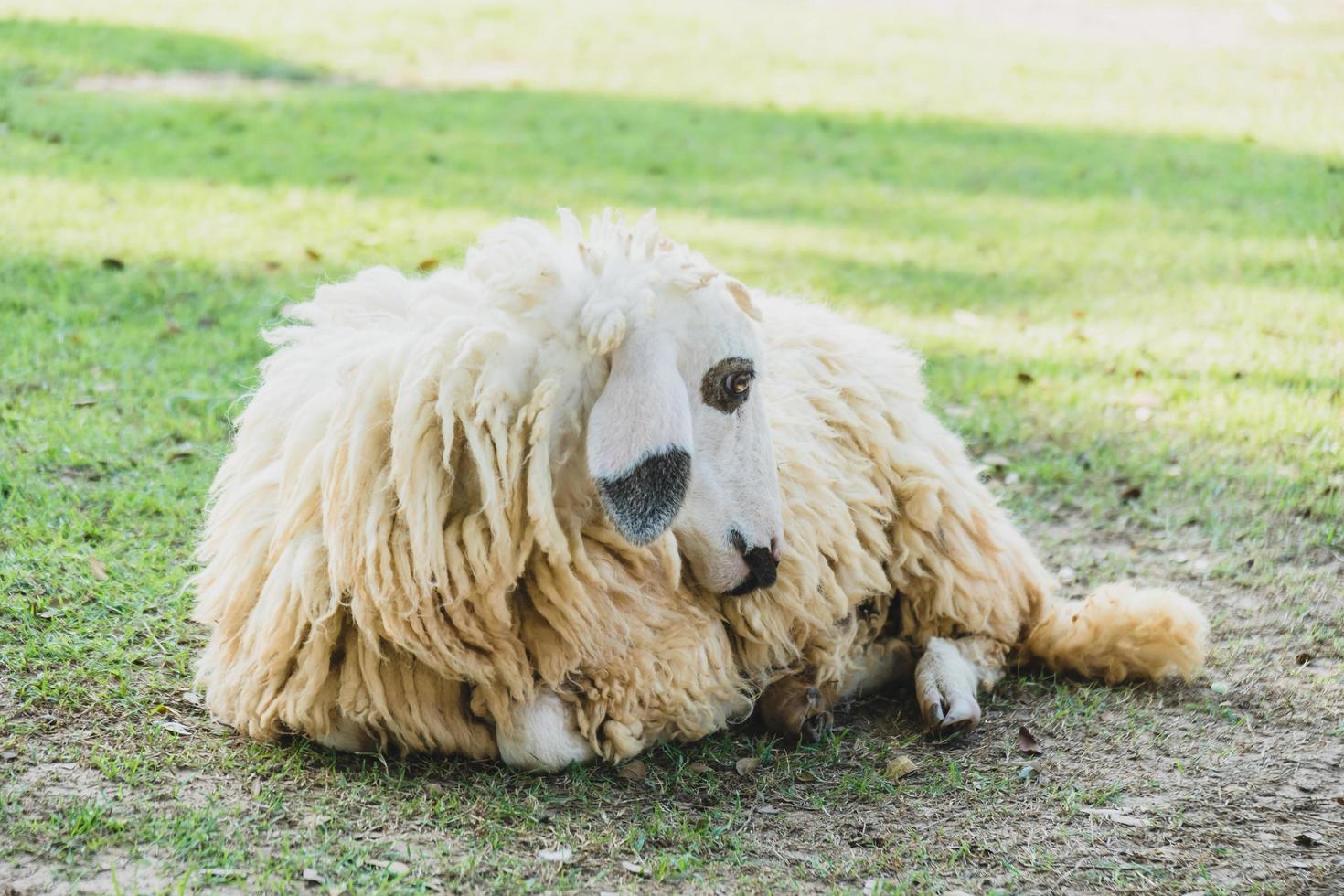 Sheep on green grass photo