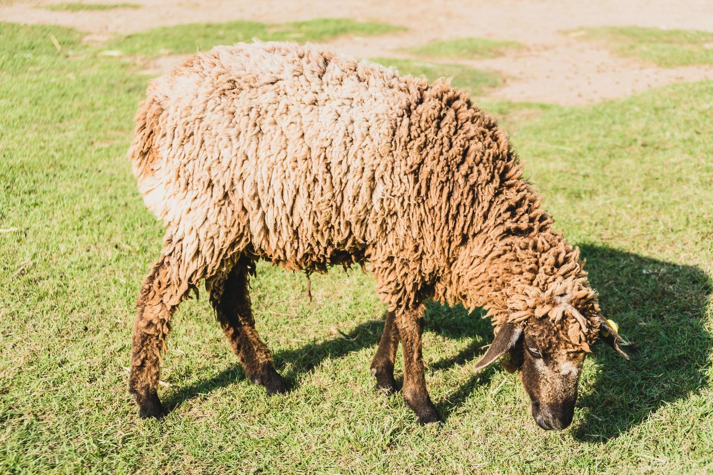 Sheep on green grass photo