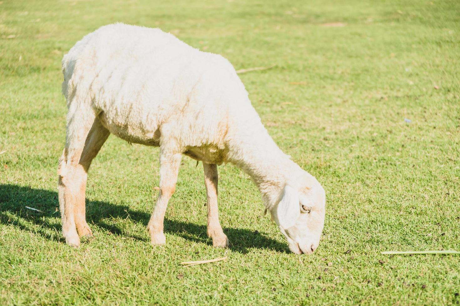 Sheep on green grass photo