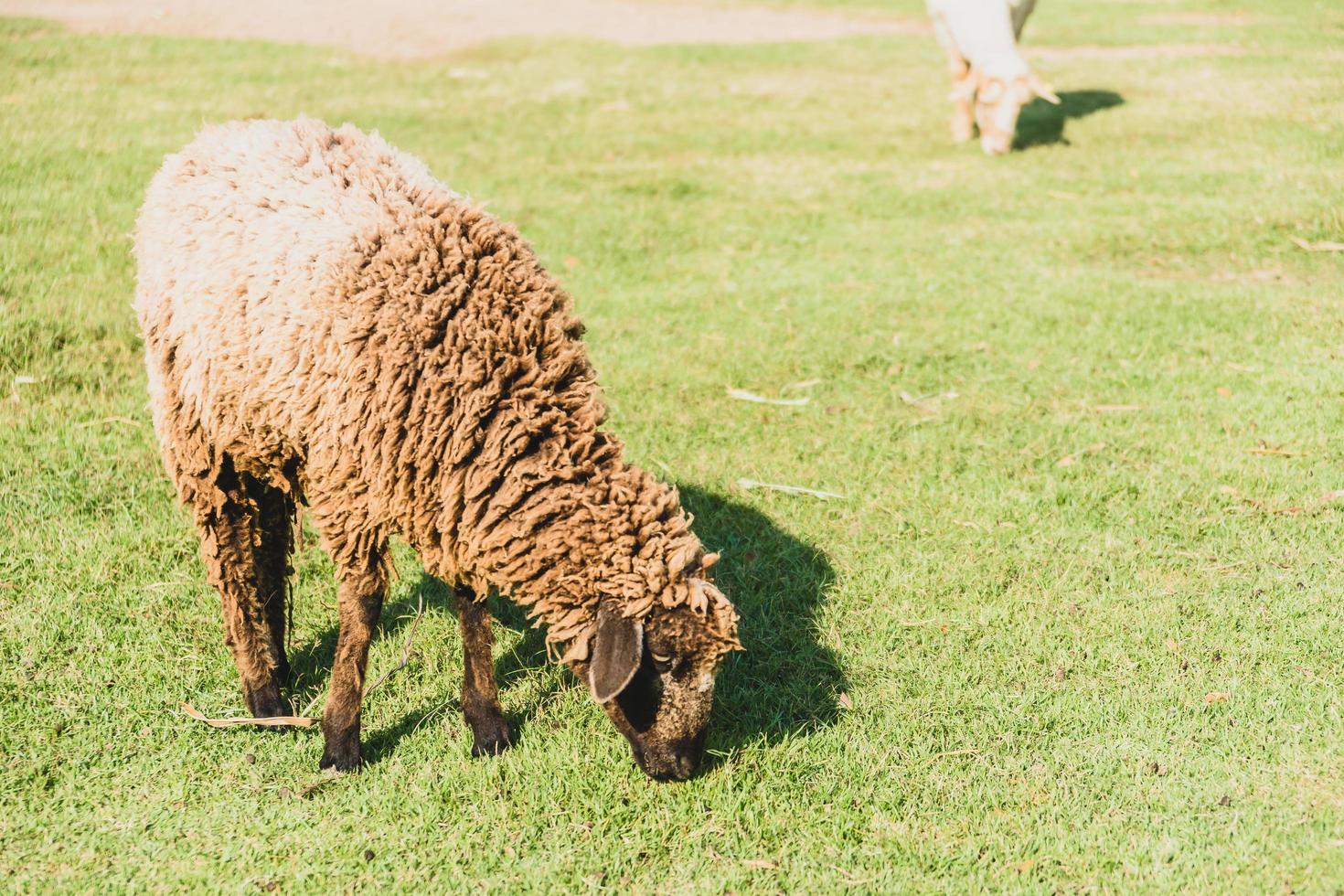 Sheep on green grass photo