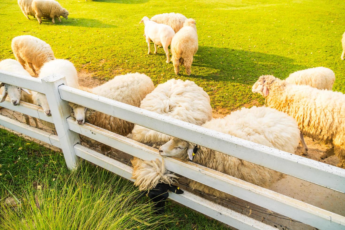 Sheep on green grass photo