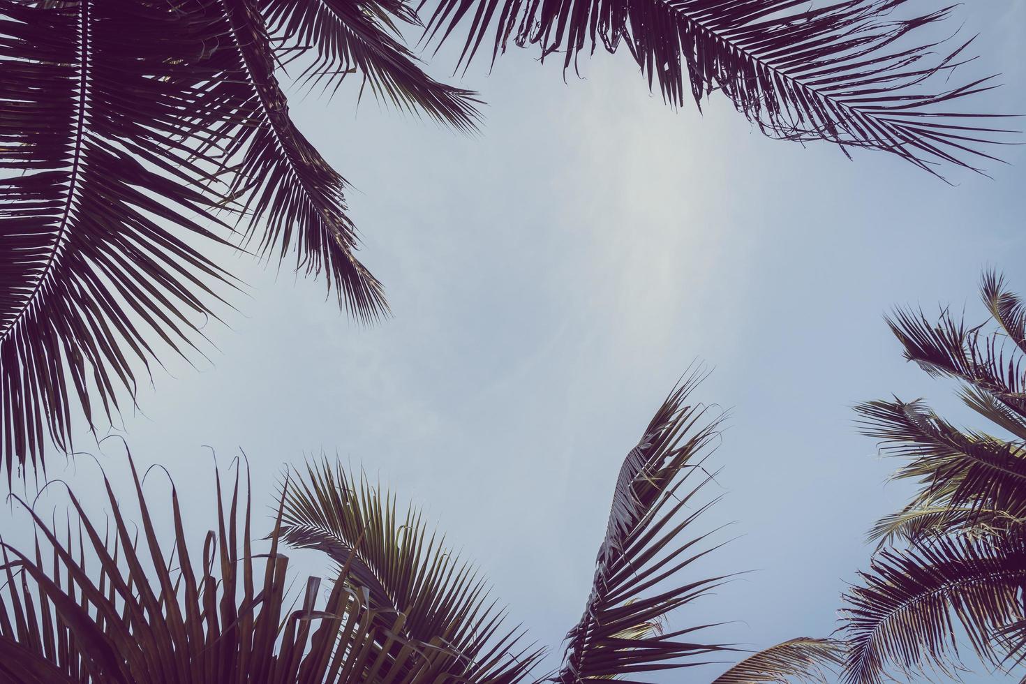 Coconut plam tree with copy space on sky photo