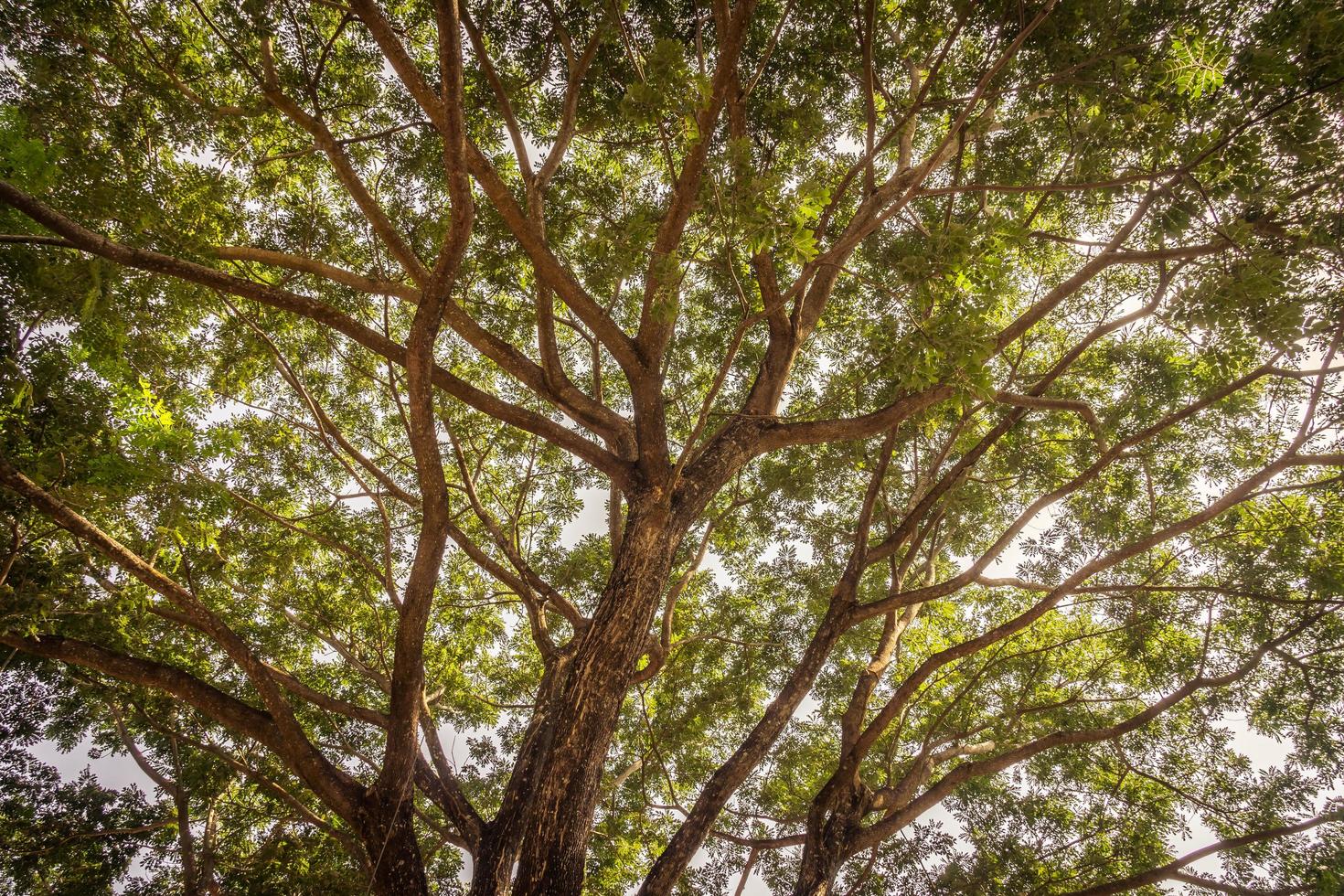 Branch of big tree photo