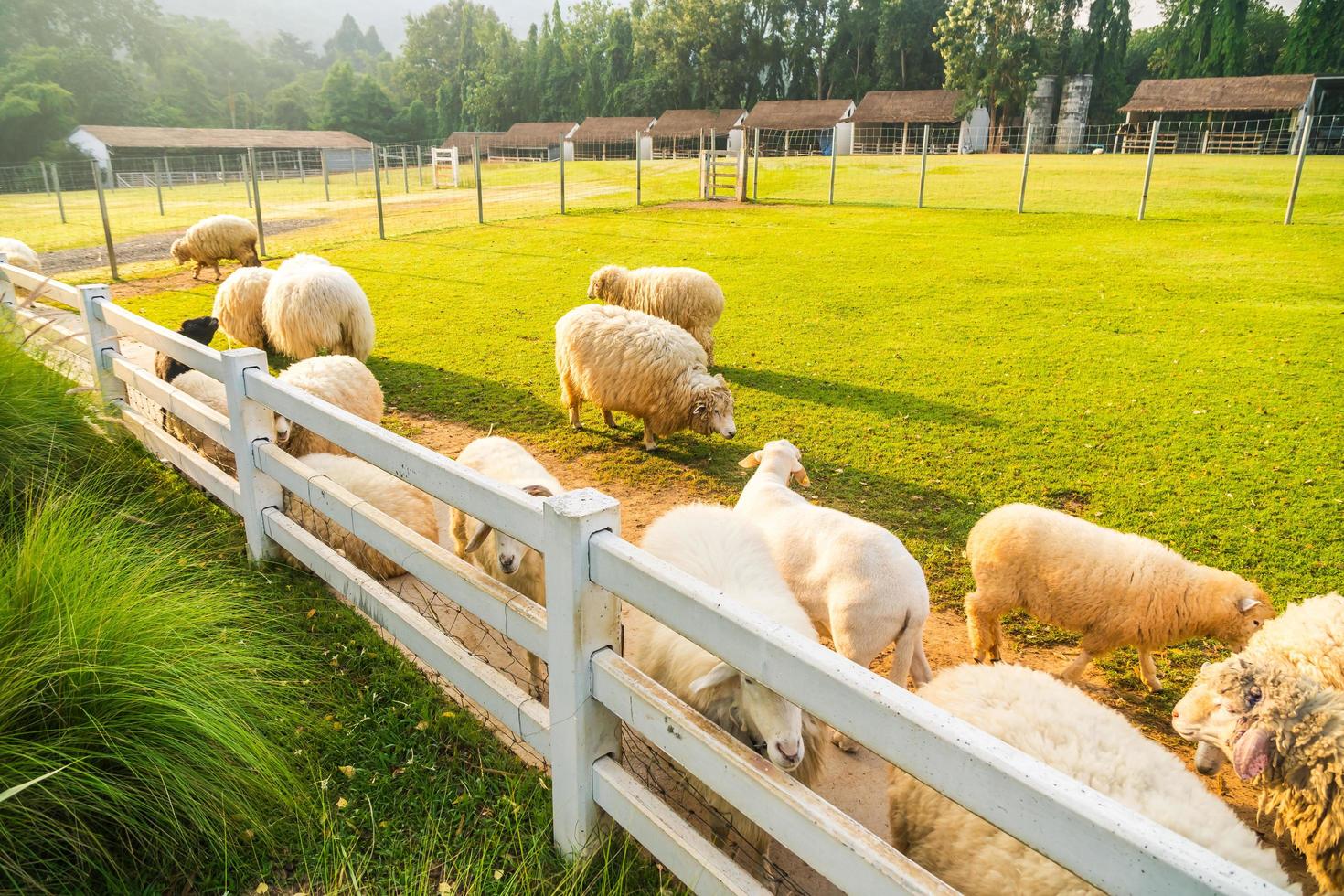 Sheep on green grass photo