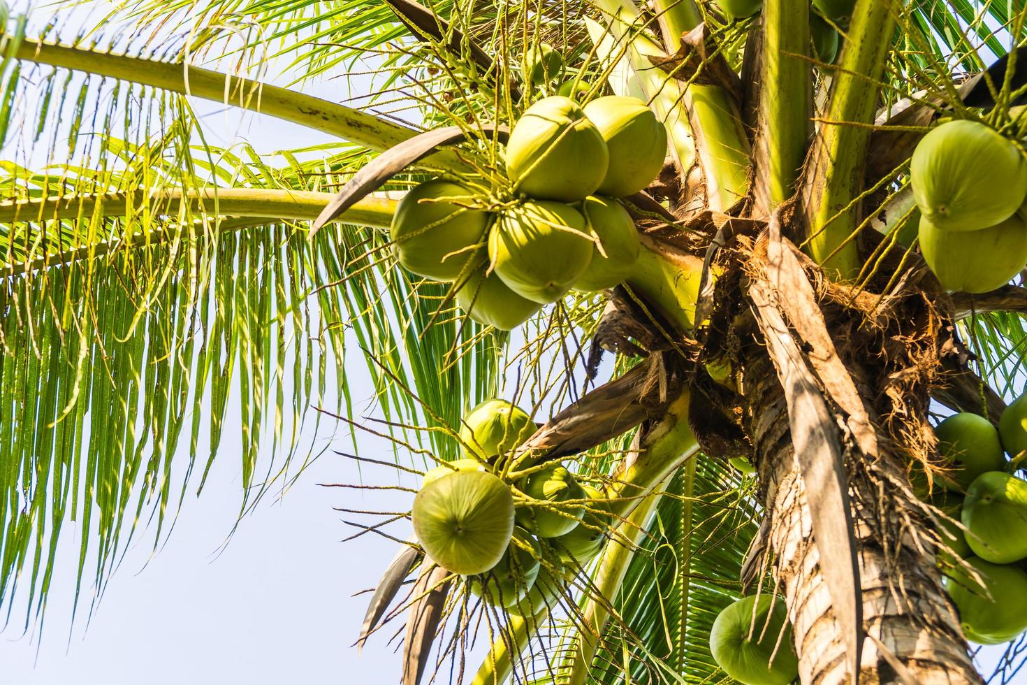 Coconut palm tree 2784291 Stock Photo at Vecteezy