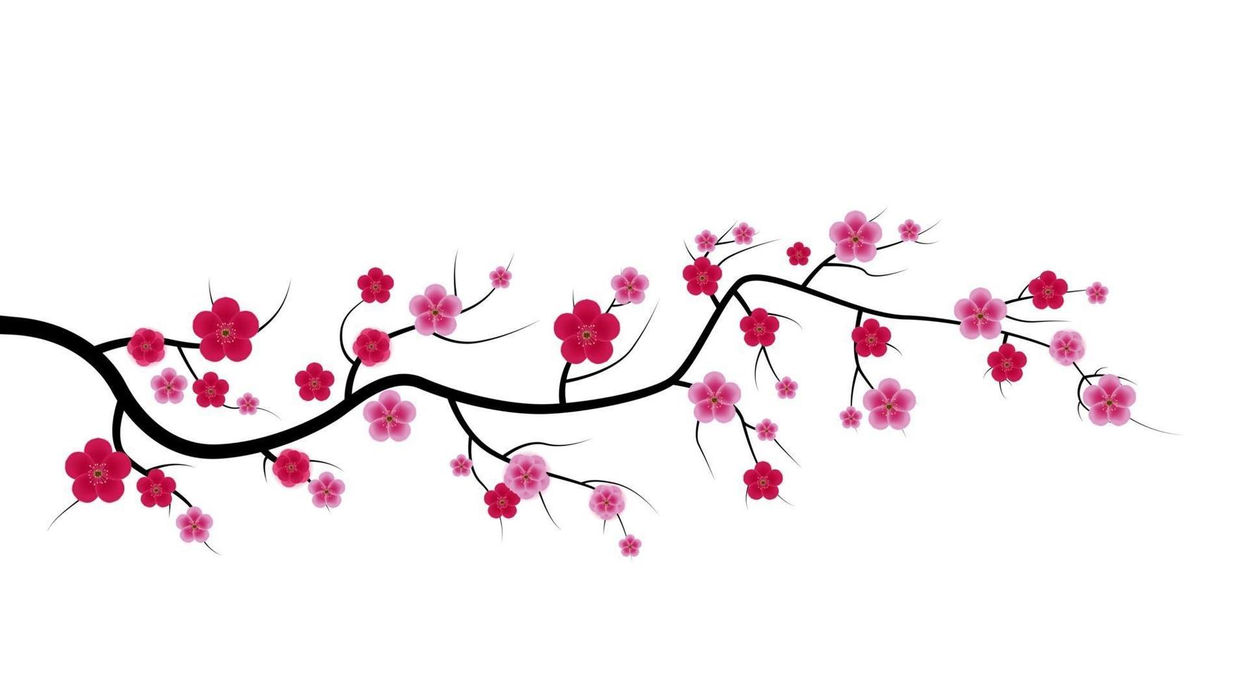 Sakura Flower Isolated on White Background. Vector Illustration EPS10