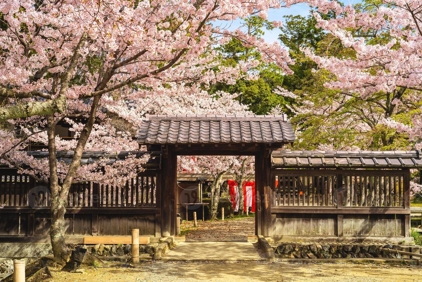 Templo daikaku ji con flor de cerezo en arashiyama en kyoto, japón foto