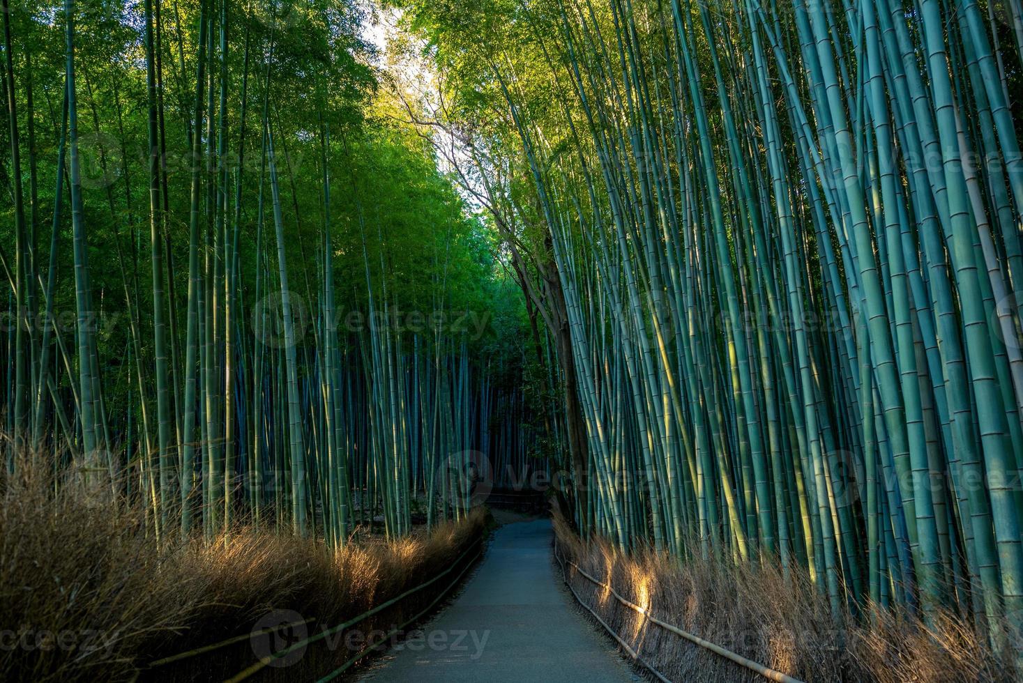 Surco de bambú arashiyama en Kioto, Japón foto