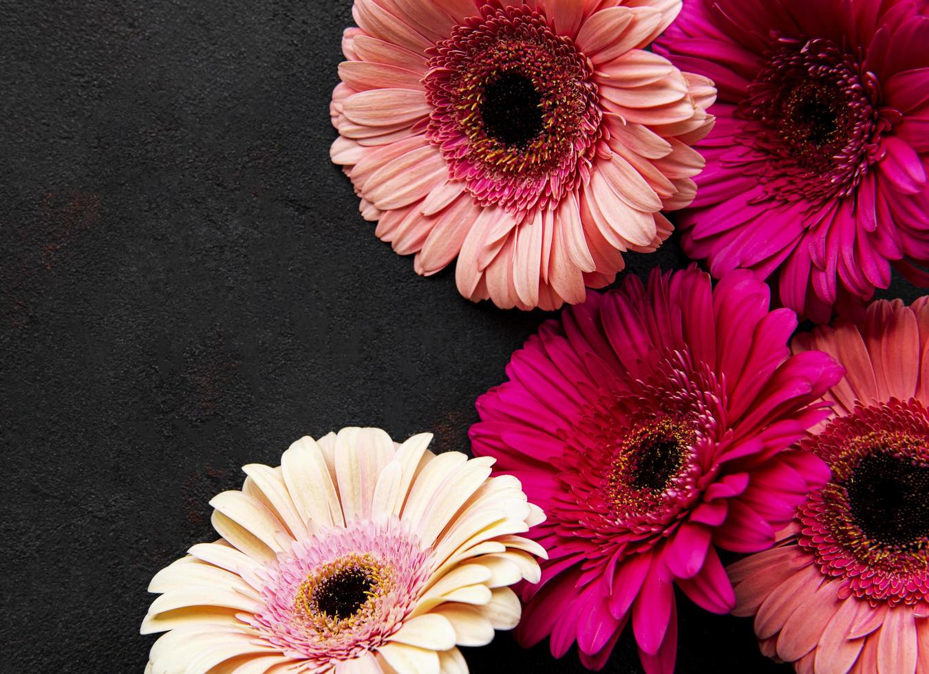 Flores de gerbera brillante sobre fondo negro foto