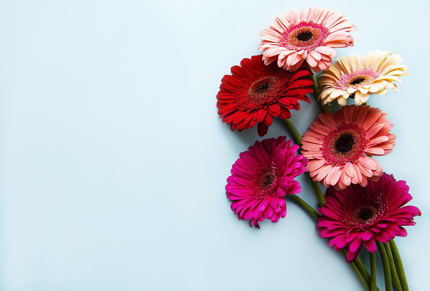 Flores de gerbera brillante sobre un fondo azul. foto