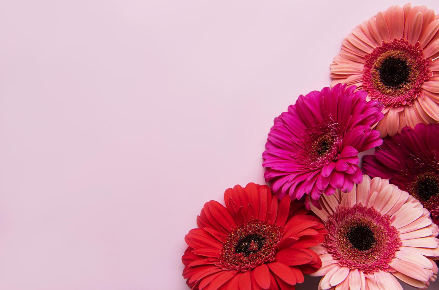 Flores de gerbera brillante sobre fondo rosa pastel foto