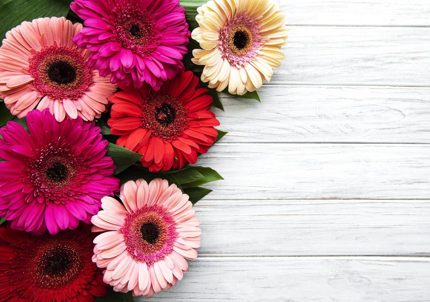 Bright gerbera flowers on a white wooden background photo