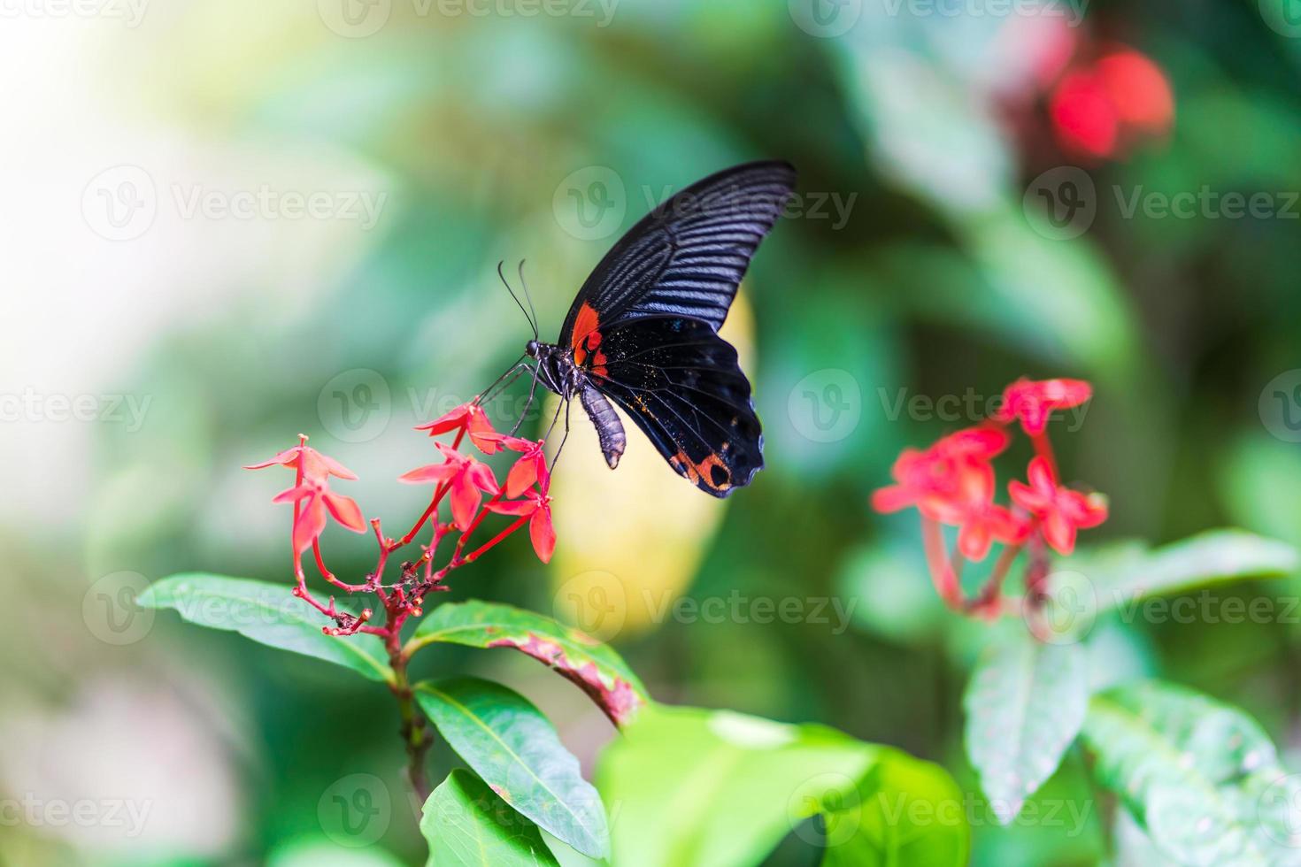 mariposa en flor foto
