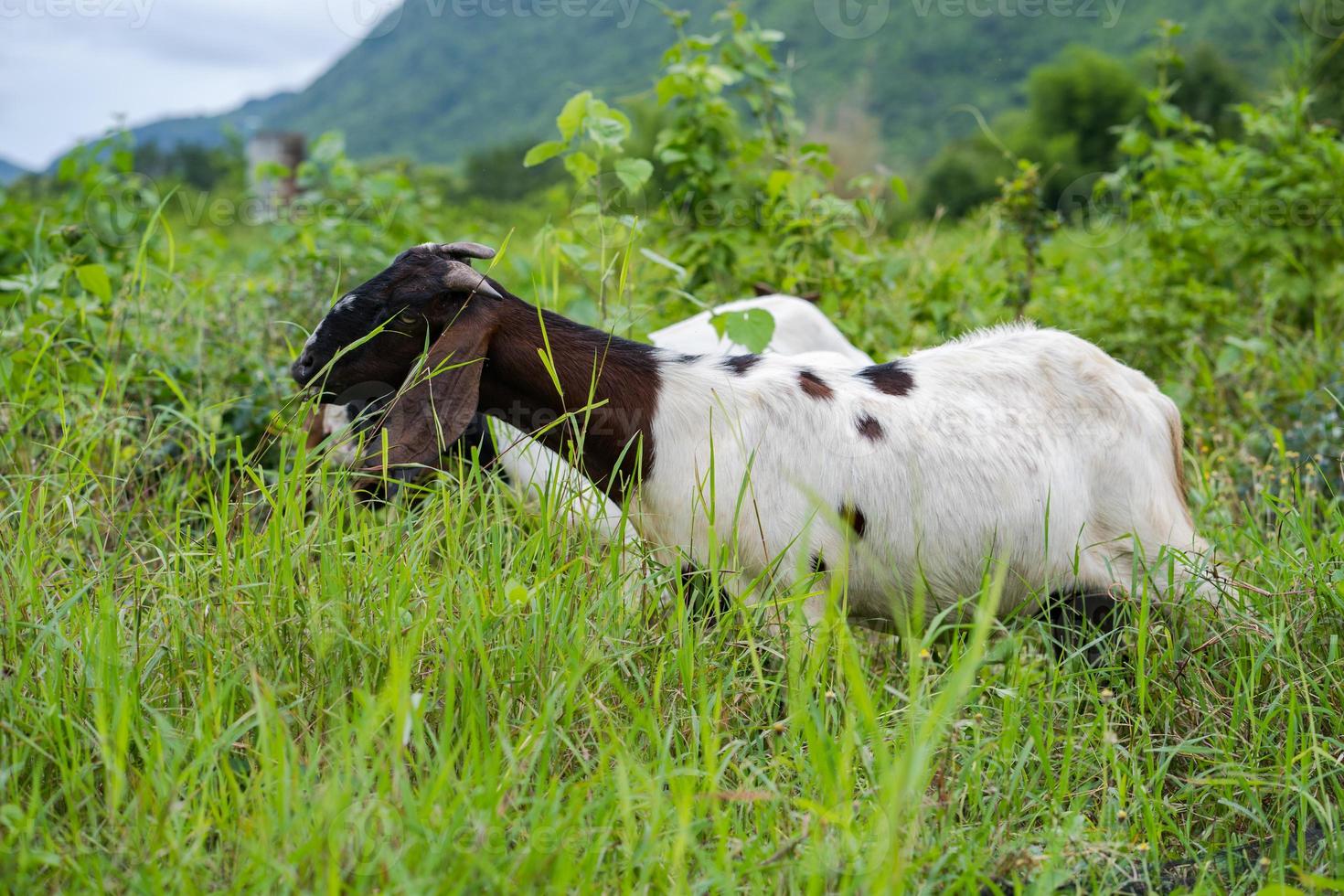 Goat eats the grass photo