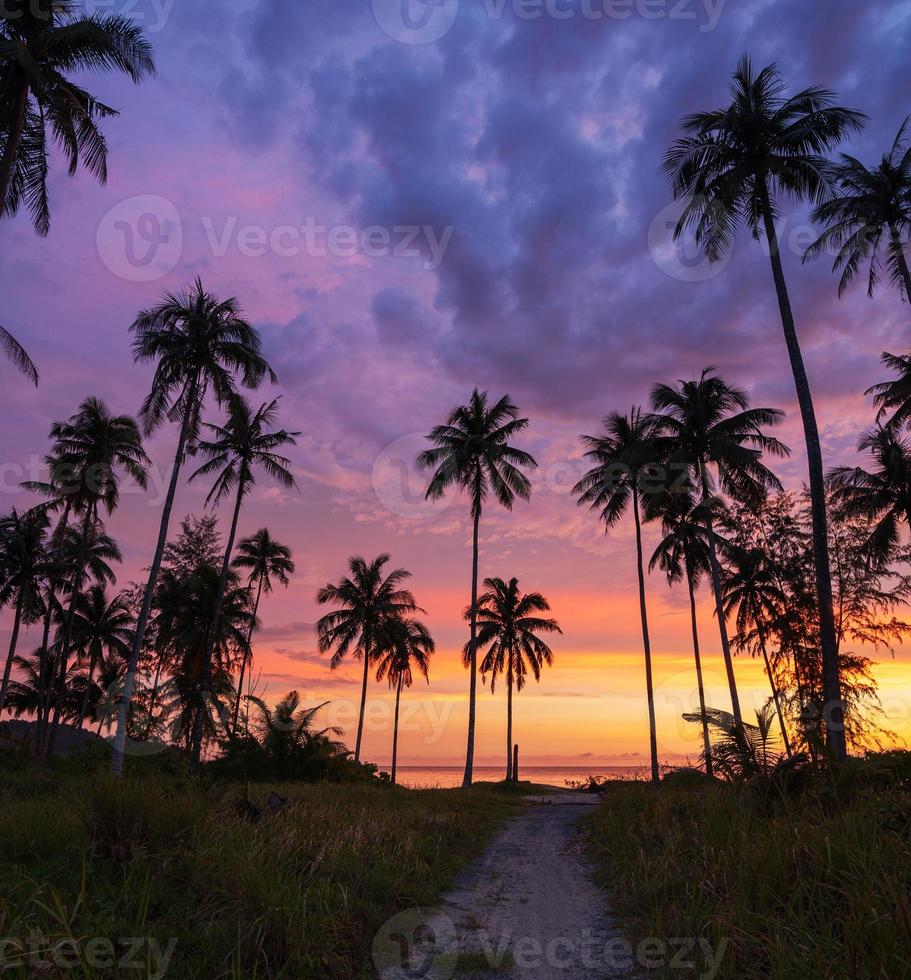 Silhouette of coconut palm tree at sunset on tropical beach photo