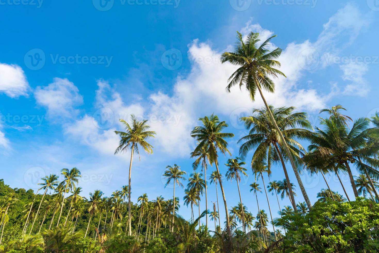 Beautiful coconut palm tree under blue sky on tropical beach and sea photo