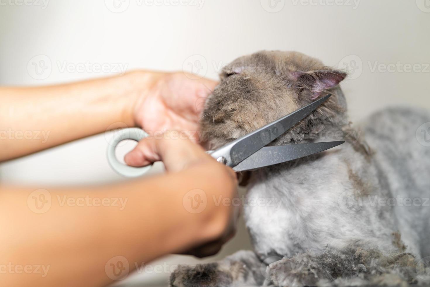 Aseo de gatos, peluquero cortando el pelo de gato en el salón de belleza para perros y gatos. foto