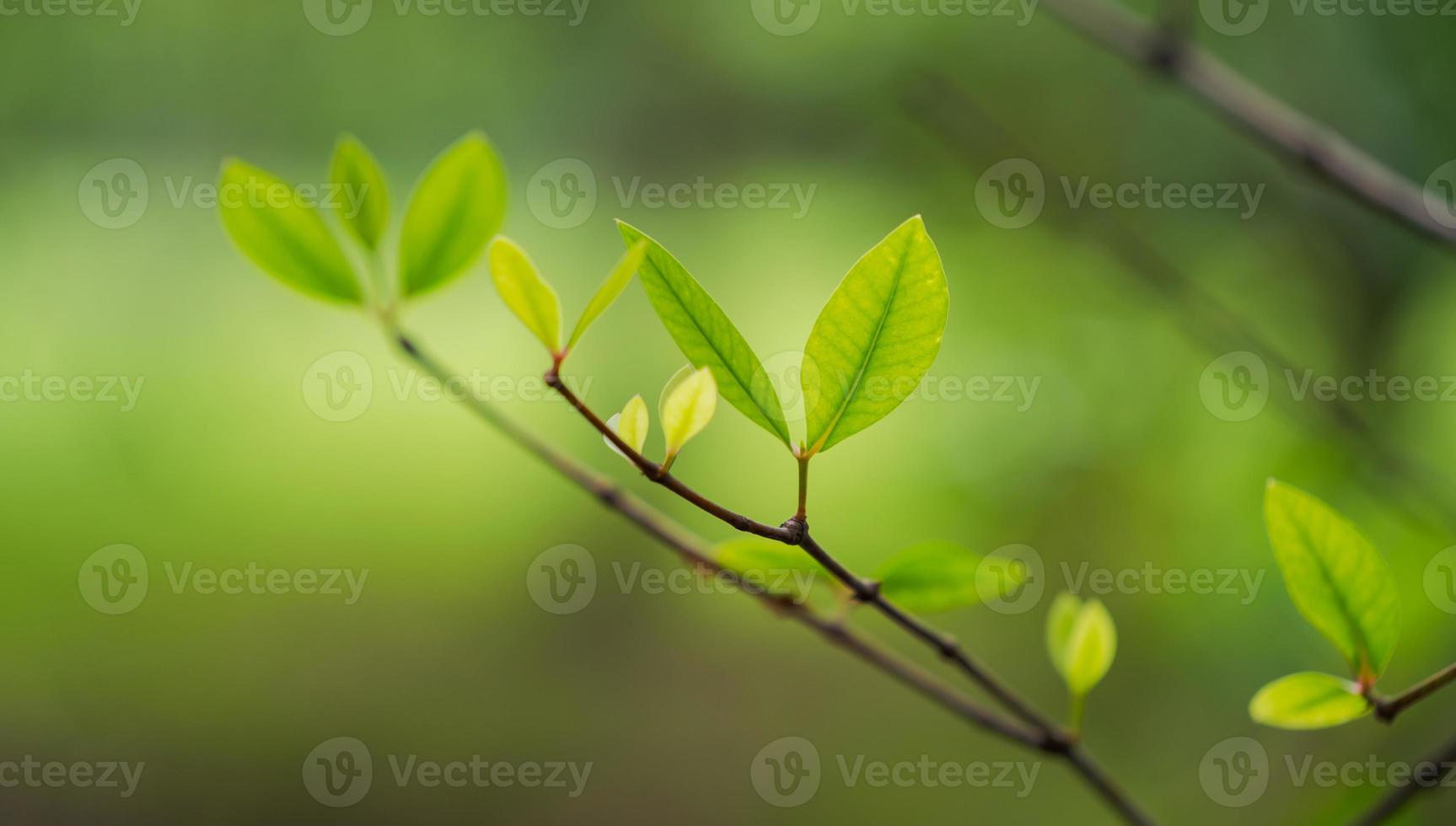 hoja verde natural, hojas de árboles verdes frescas bajo la luz del sol foto