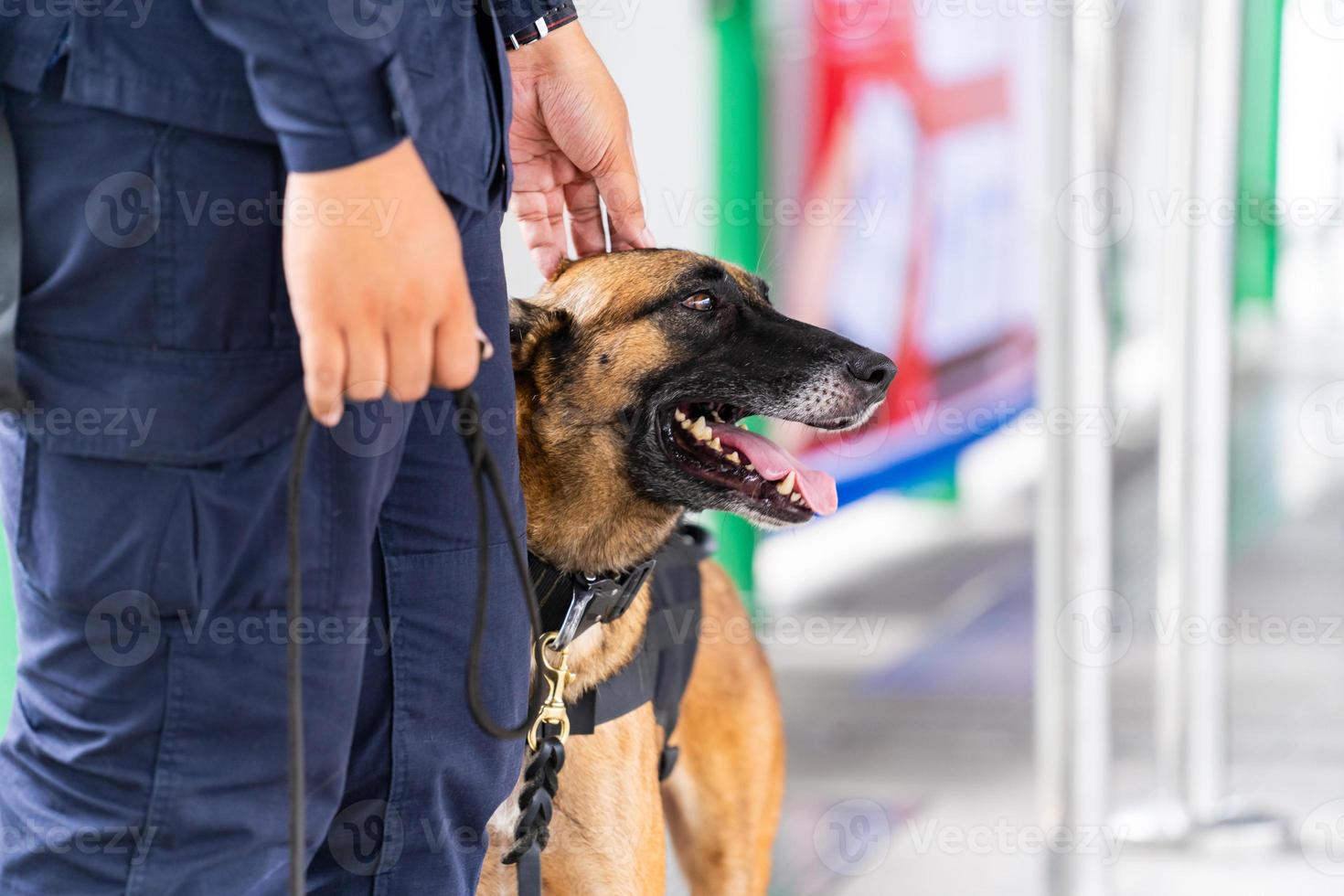 perro policía de pie en la estación de tren foto