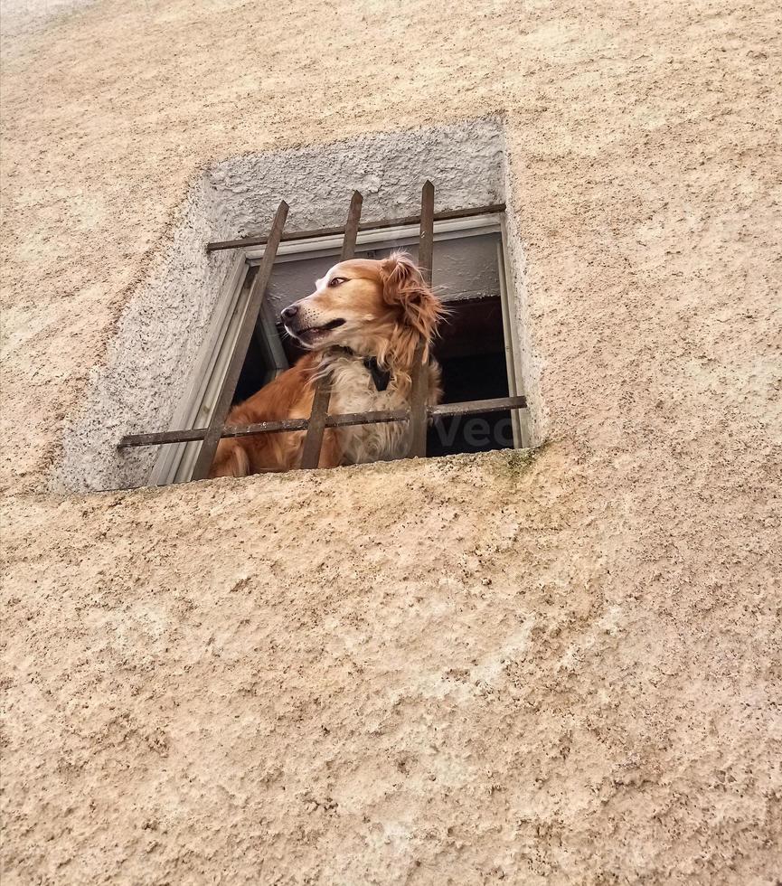 perro curioso mira por la ventana foto