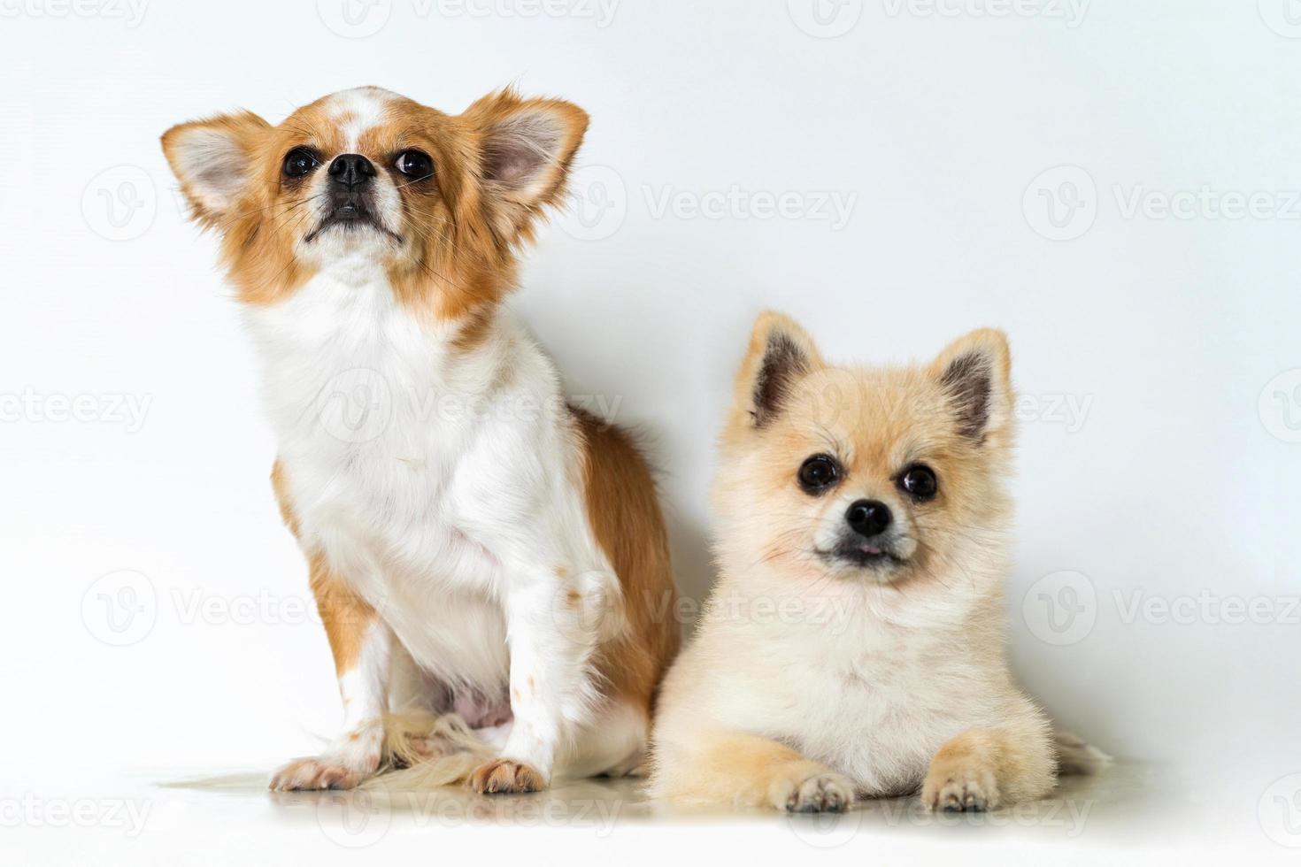 Cute two chihuahua dogs on white background photo