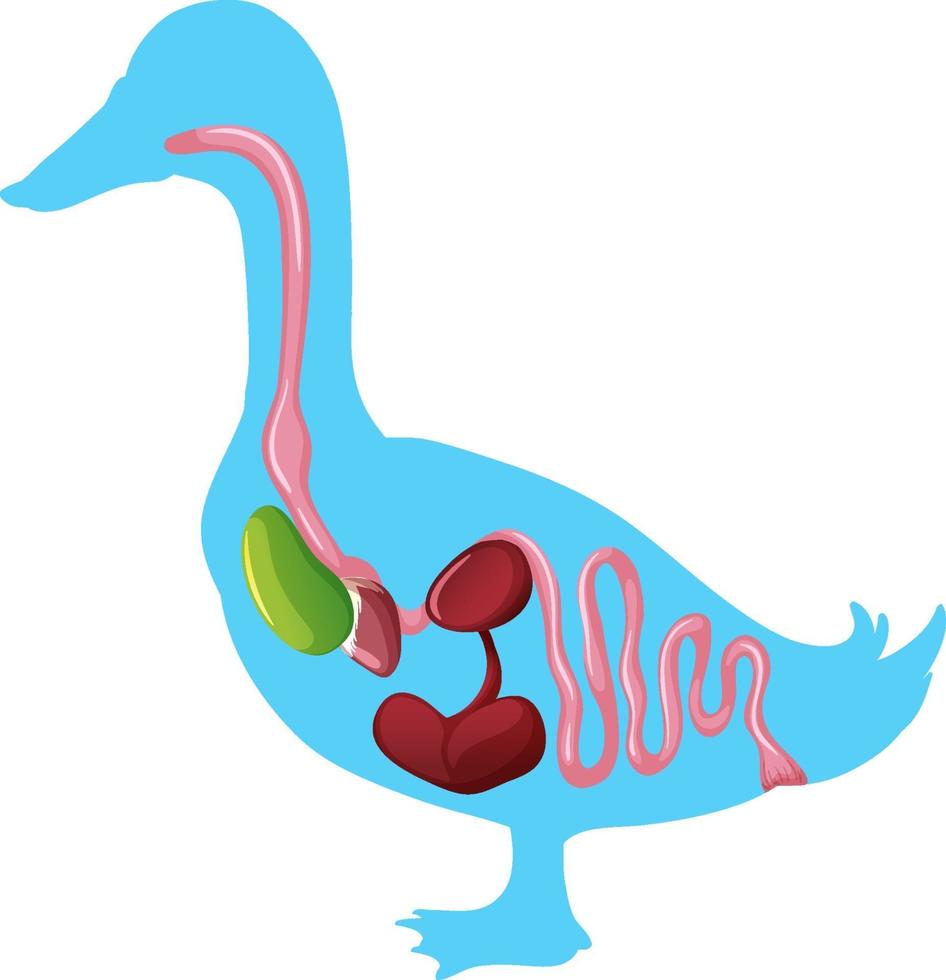 Anatomía interna de un pato aislado sobre fondo blanco. vector