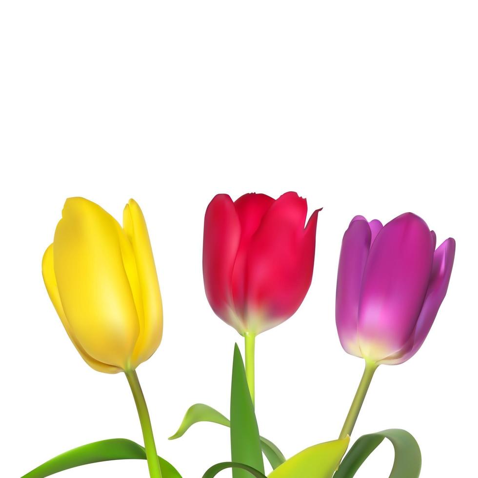 Floral background with Tulips Vector Illustration