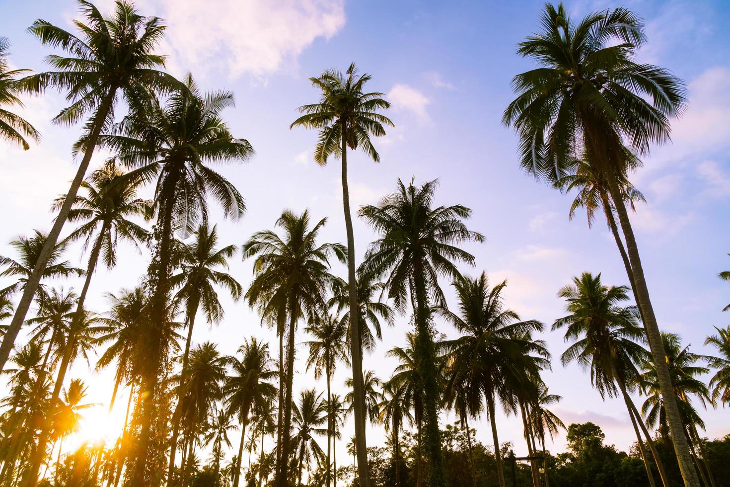 palmera de coco foto