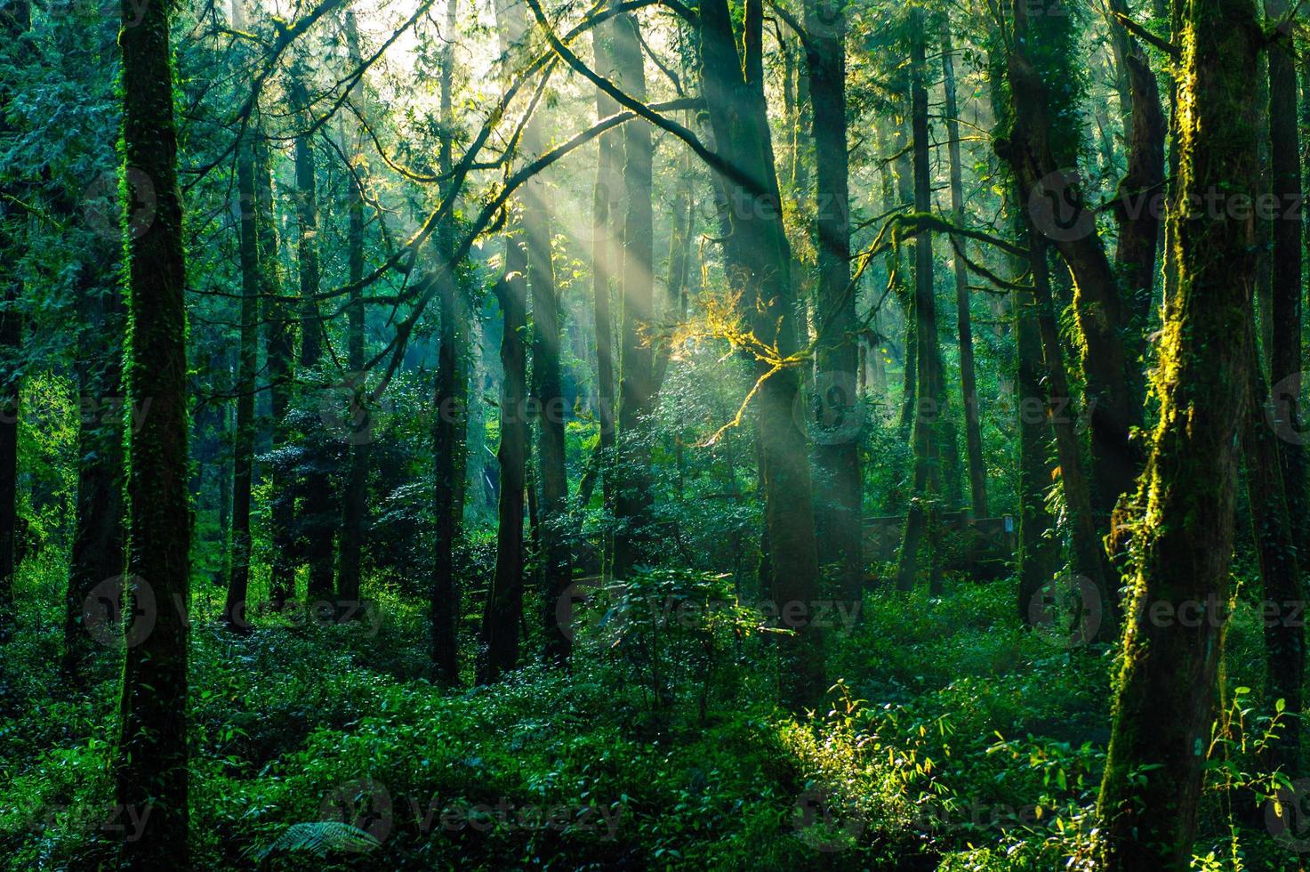 Rayos de sol en el bosque en la montaña Ali, Taiwán foto