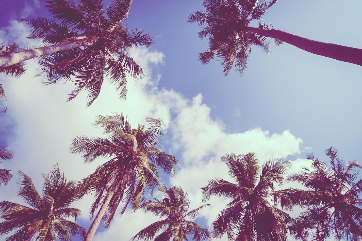 Coconut palm tree on sky photo