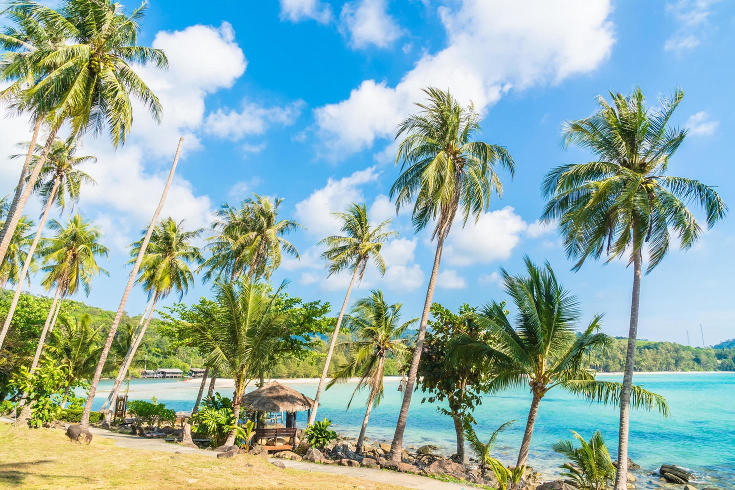 Coconut palm tree on the beach and sea photo