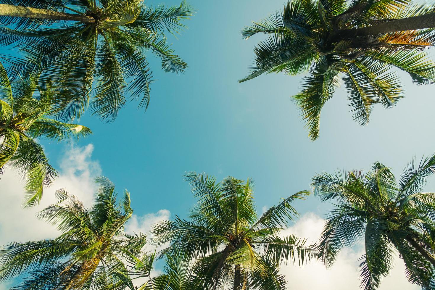 Coconut palm tree on sky photo