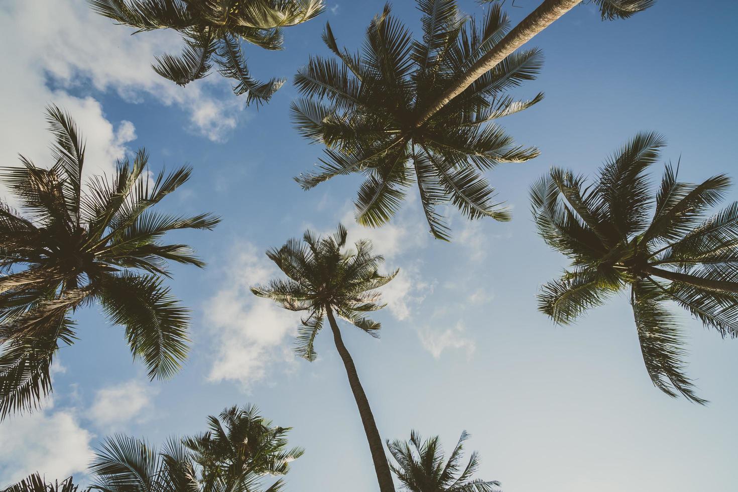 palmera de coco en el cielo foto