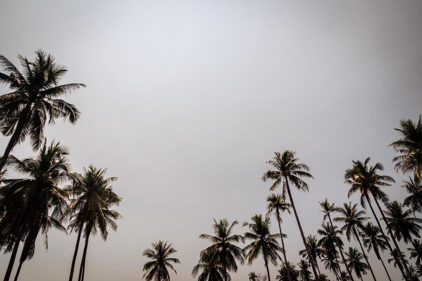 Coconut palm tree photo