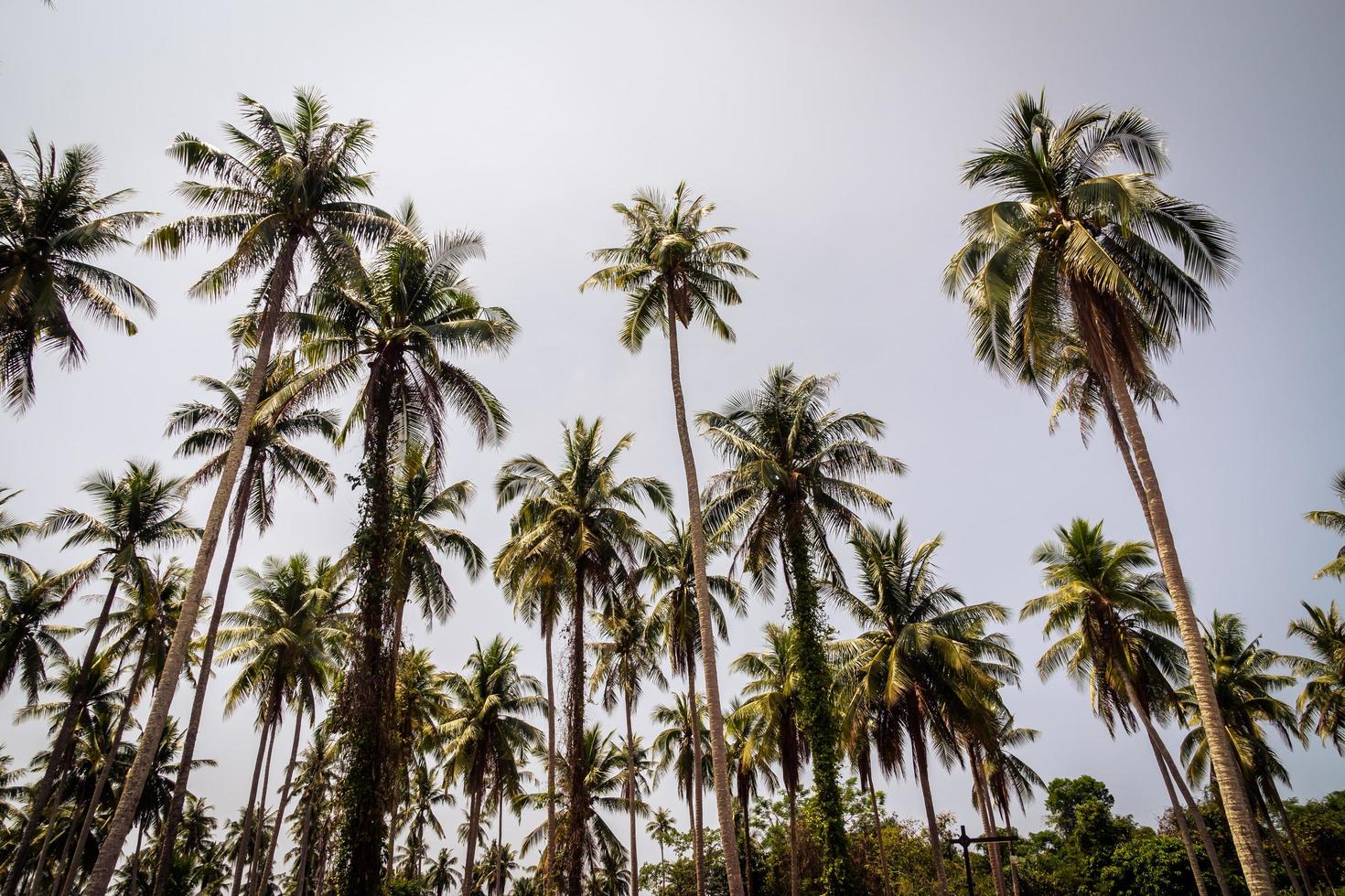 palmera de coco foto