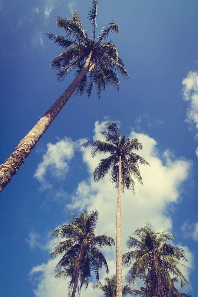 palmera de coco en el cielo foto