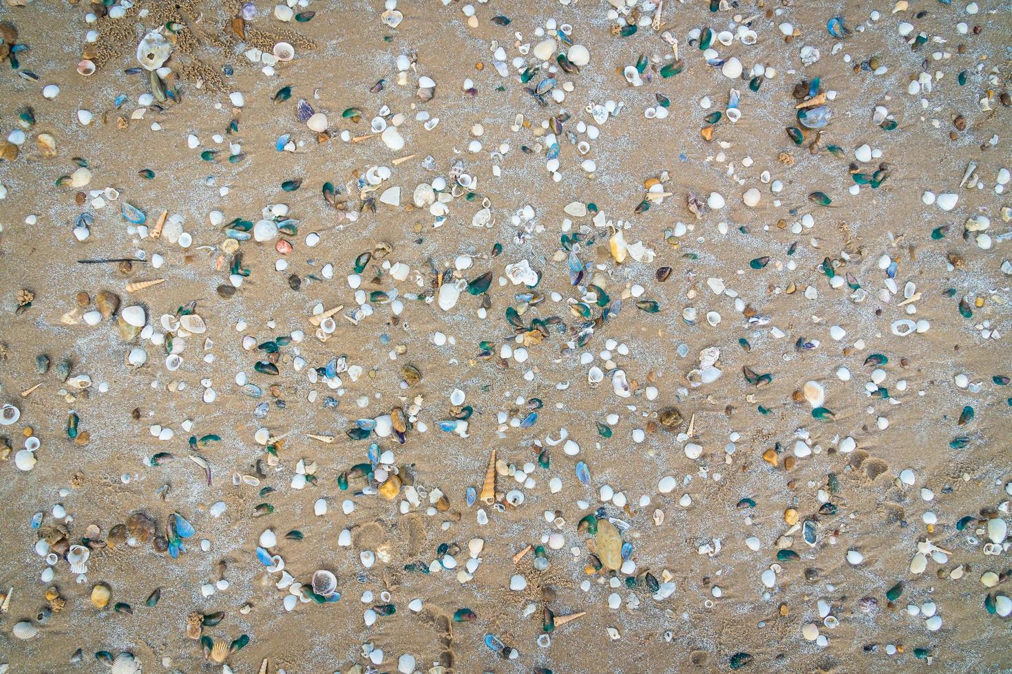 muchas conchas en la arena foto