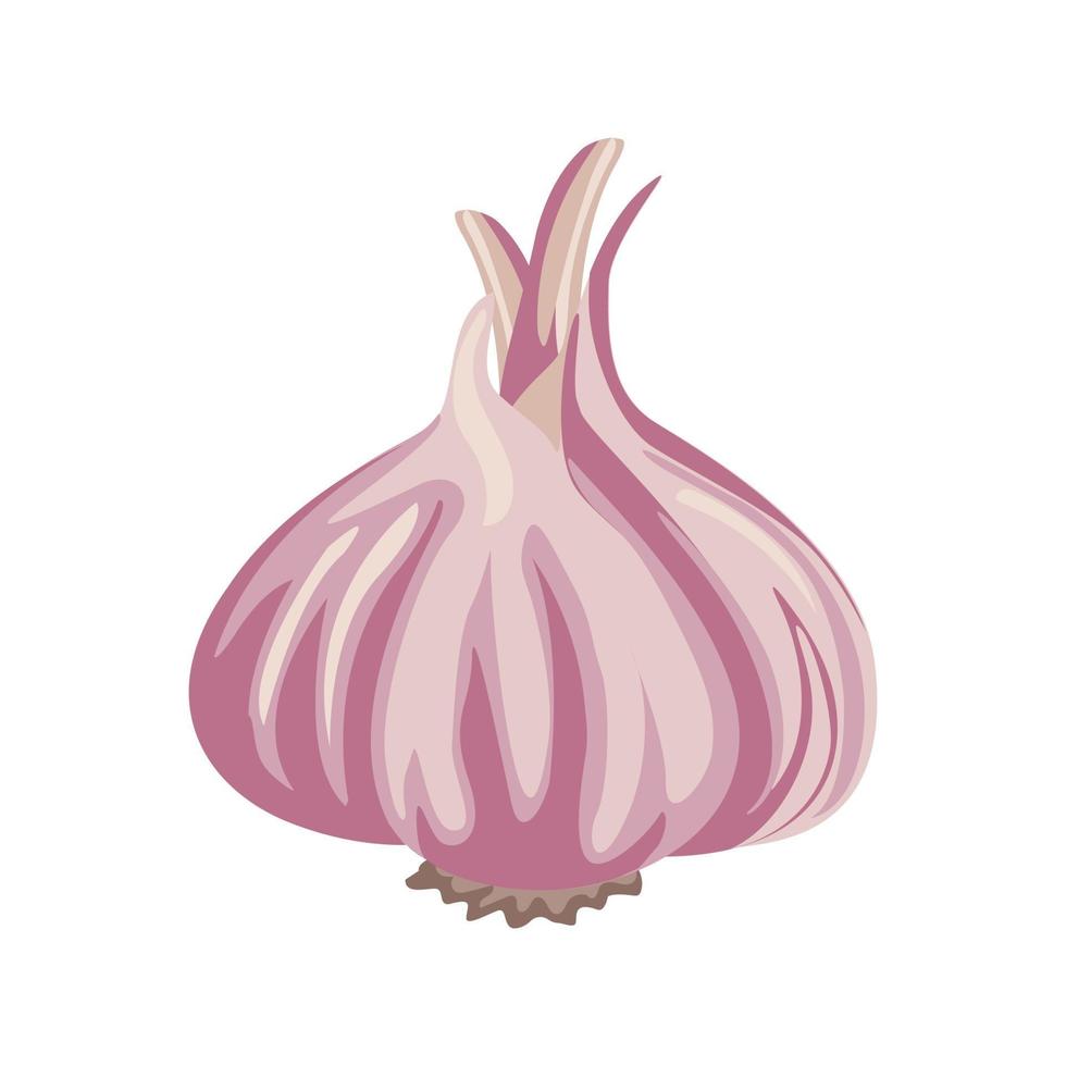 Cartoon vector illustration isolated object food gradient garlic