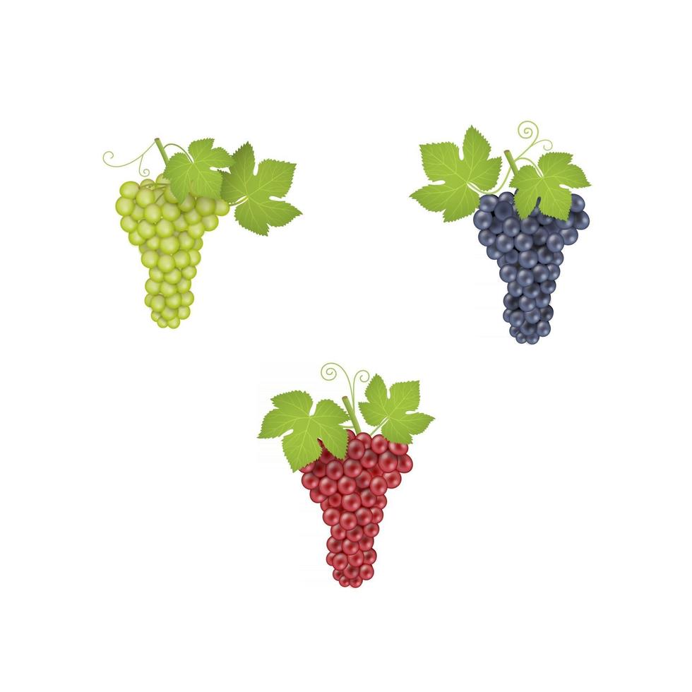 red, white and black grapes illustration vector