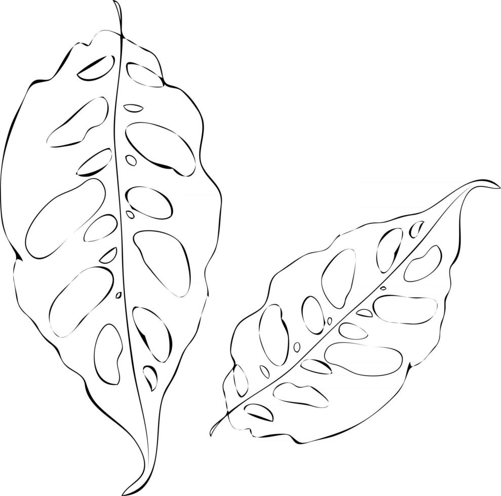 Vector drawing two big holey leaf monstera