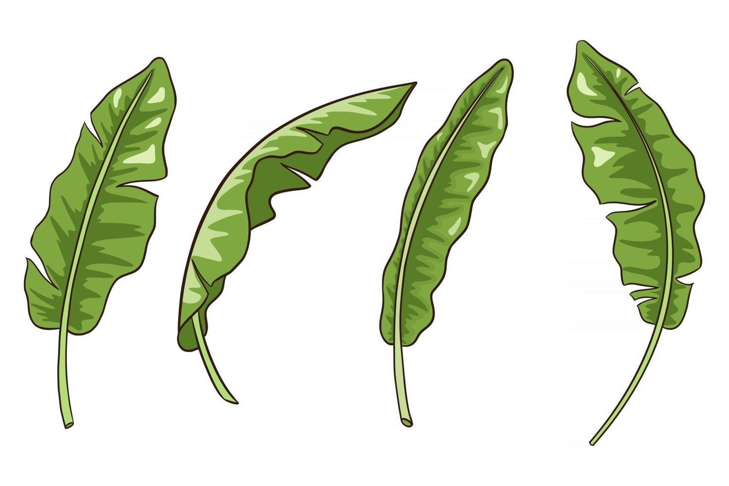 Hand Drawn Banana Leaves Vector Isolated Elements Collection