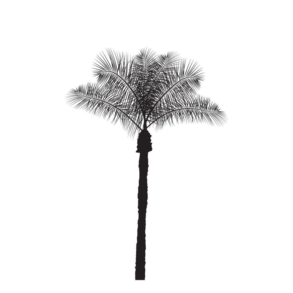 Palm Tree Leaf Silhouette vector