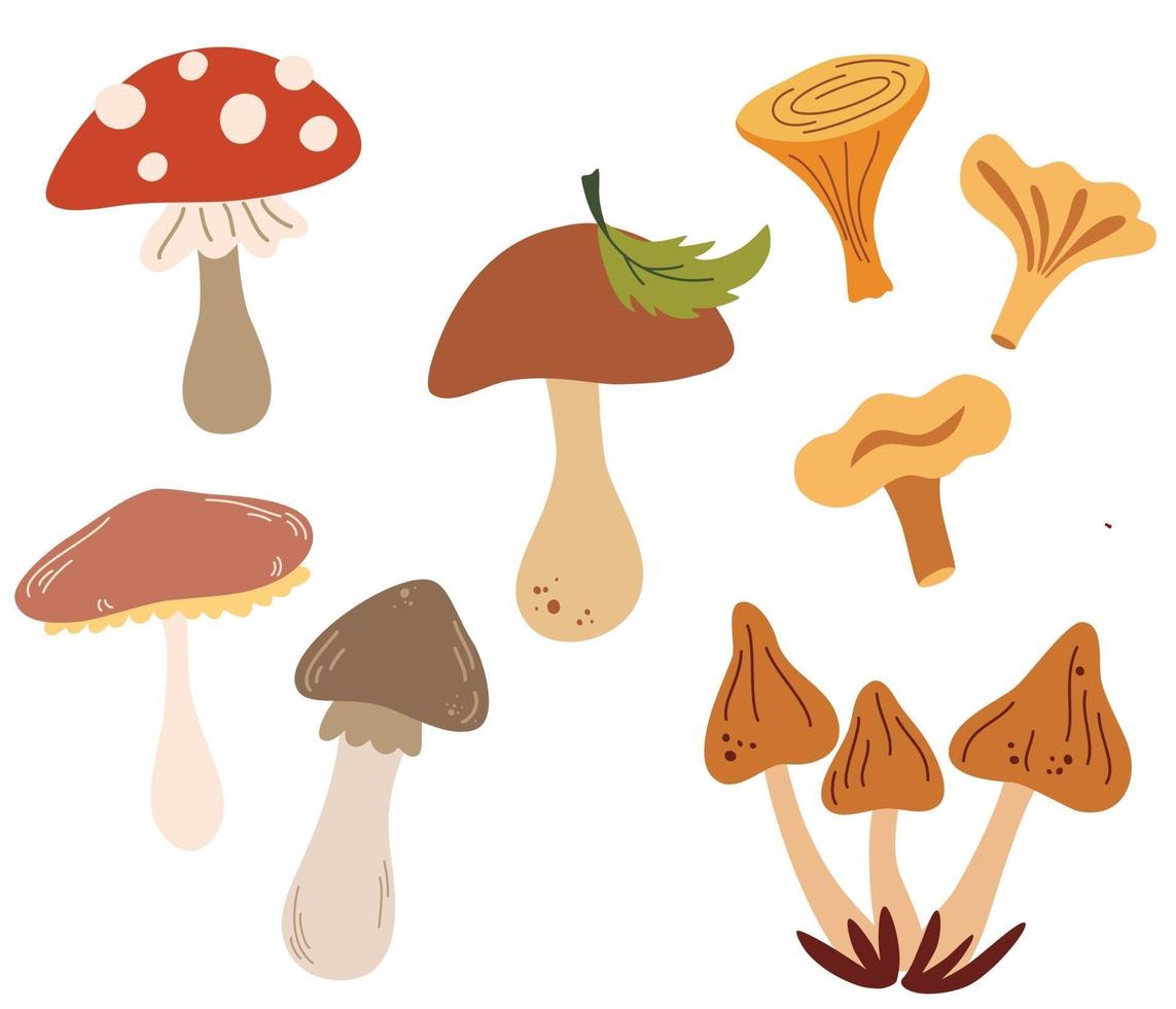 Set of different mushrooms. Types of Autumn Mushroom, Cep, chanterelle, honey agaric, oyster mushrooms, fly agaric. Design elements for postcards, banners, invitations, busines. Vector illustration.