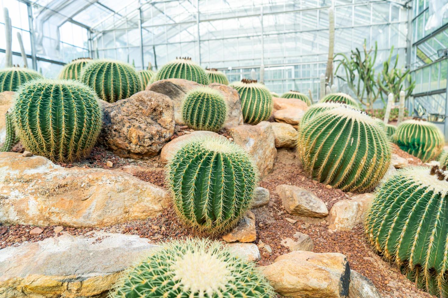 Hermoso cactus en el jardín en el jardín botánico queen sirikit chiang mai, tailandia foto