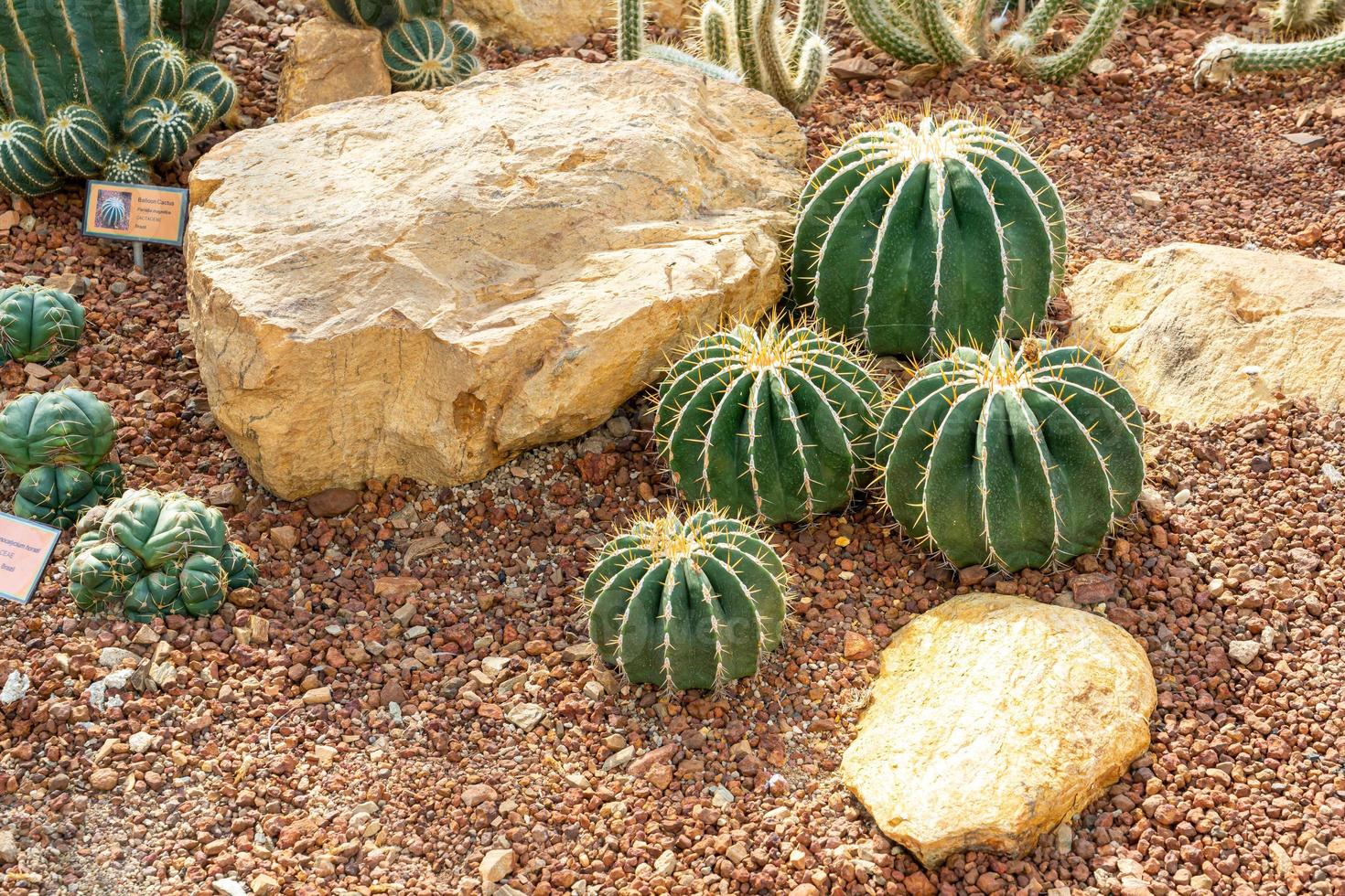 Hermoso cactus en el jardín en el jardín botánico queen sirikit chiang mai, tailandia foto